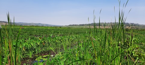 Conversion of peatlands for agricultural use is one of the pressures peatlands in the Kagera sub-basin are facing. Photo credit: GIZ.