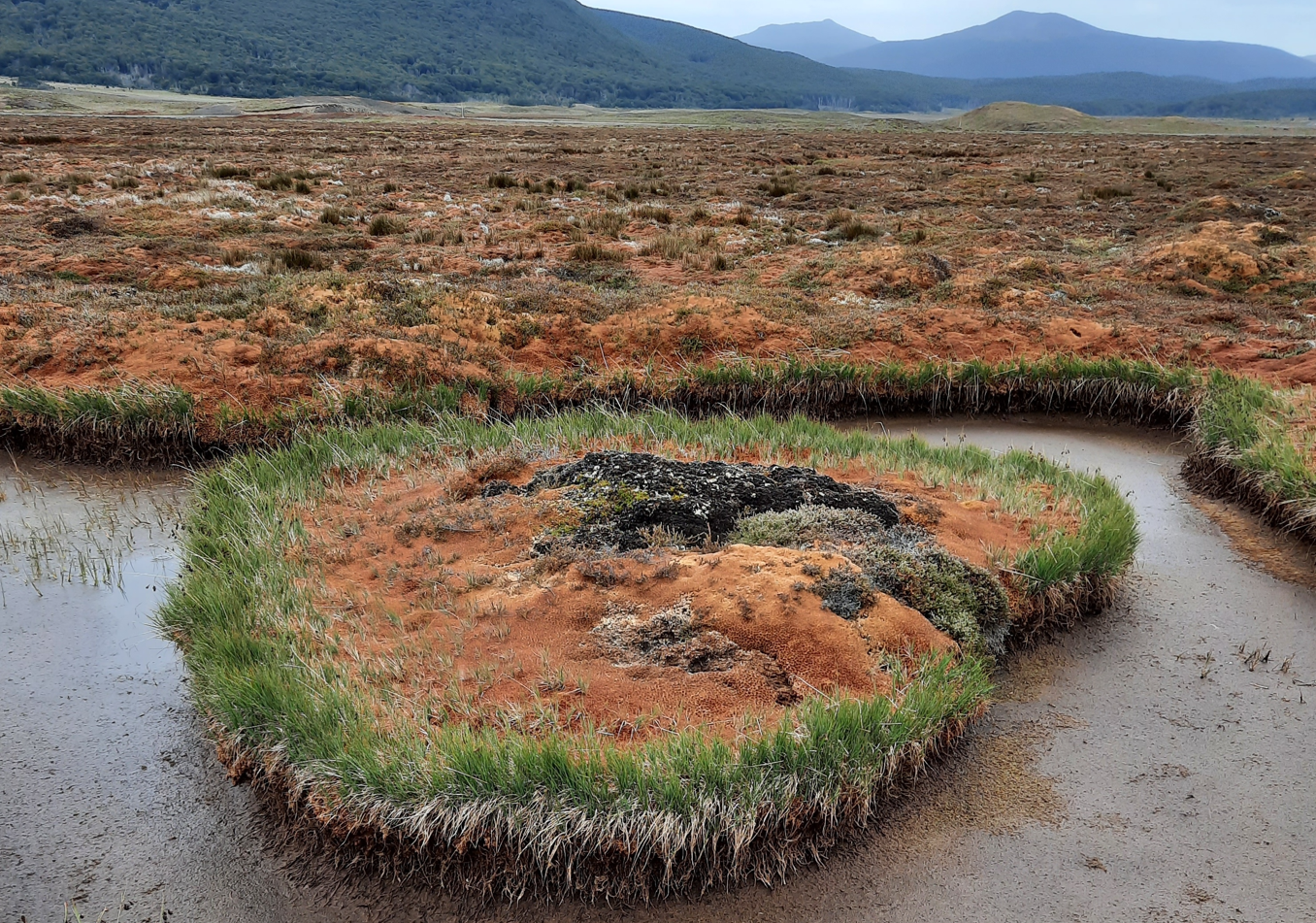 Peatlands in Chile.