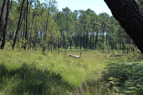 Intact peatlands, surrounded by pine trees, Mées, Landes, Nouvelle-Aquitaine, France.