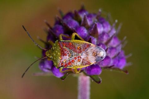 "The Devil’s bit Scabious (Succisa pratensis) flower blooms in the Autumn and is a godsend to insects in this late season. This Birch shieldbug (Elasmostethus interstinctus) heavily covered in morning dew appeared like it was encrusted with jewels as it fed on the flower."