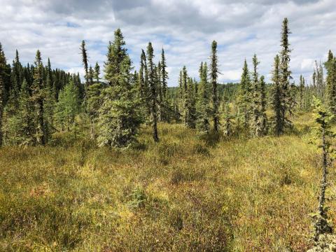 A natural poor fen in Alberta