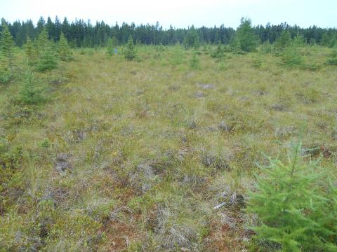 A restored peatland in Quebec