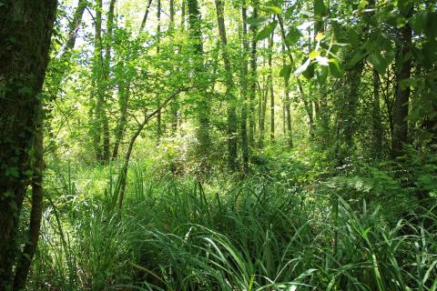 Intact peatlands with native trees, Les Barthes-de-l’Adour, Landes, Nouvelle-Aquitaine