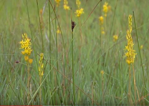 Peatland flowers, Landes, France.