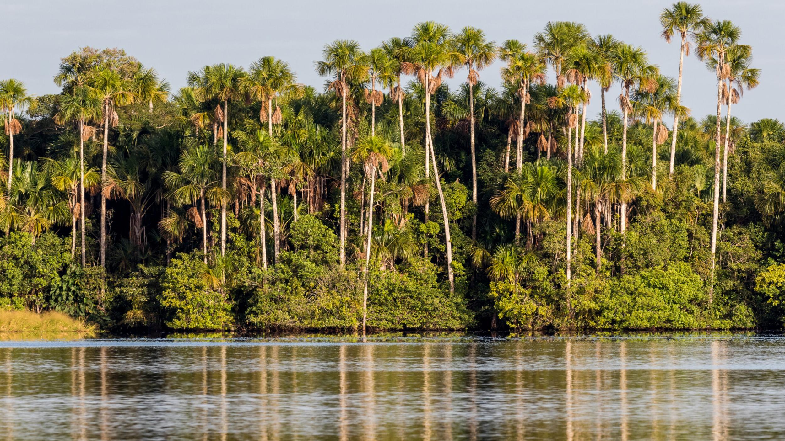 Aguaje palms in Peru Aguaje palms in Peru