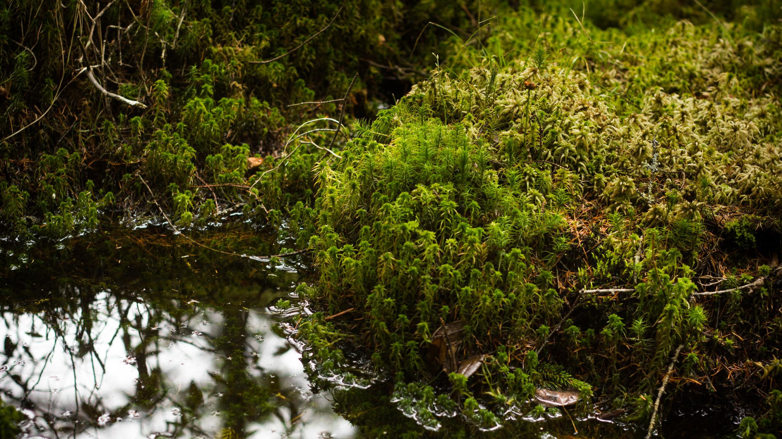 Mossy Depression Mossy Depression