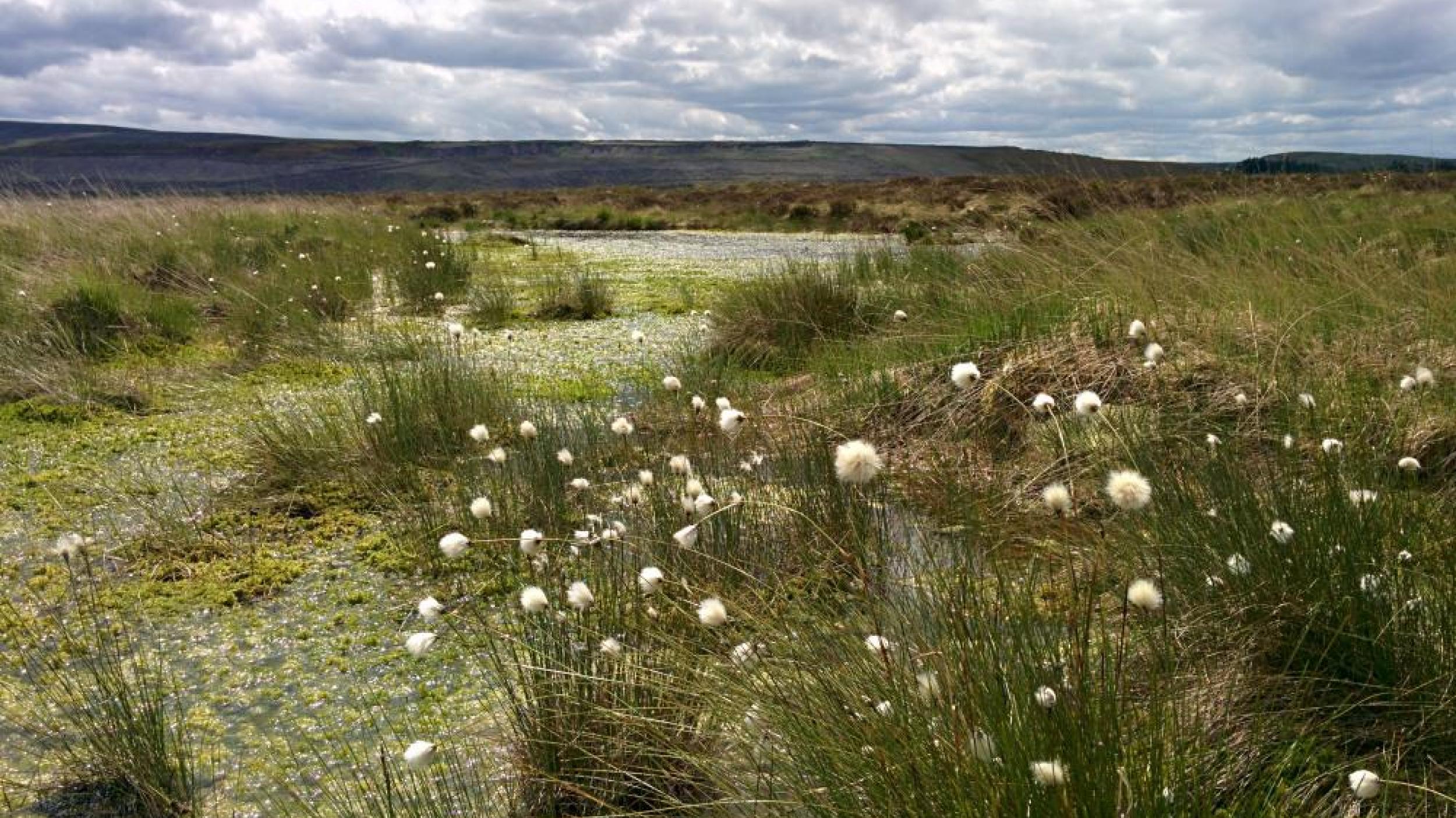 Airds Moss Restoration Airds Moss Restoration