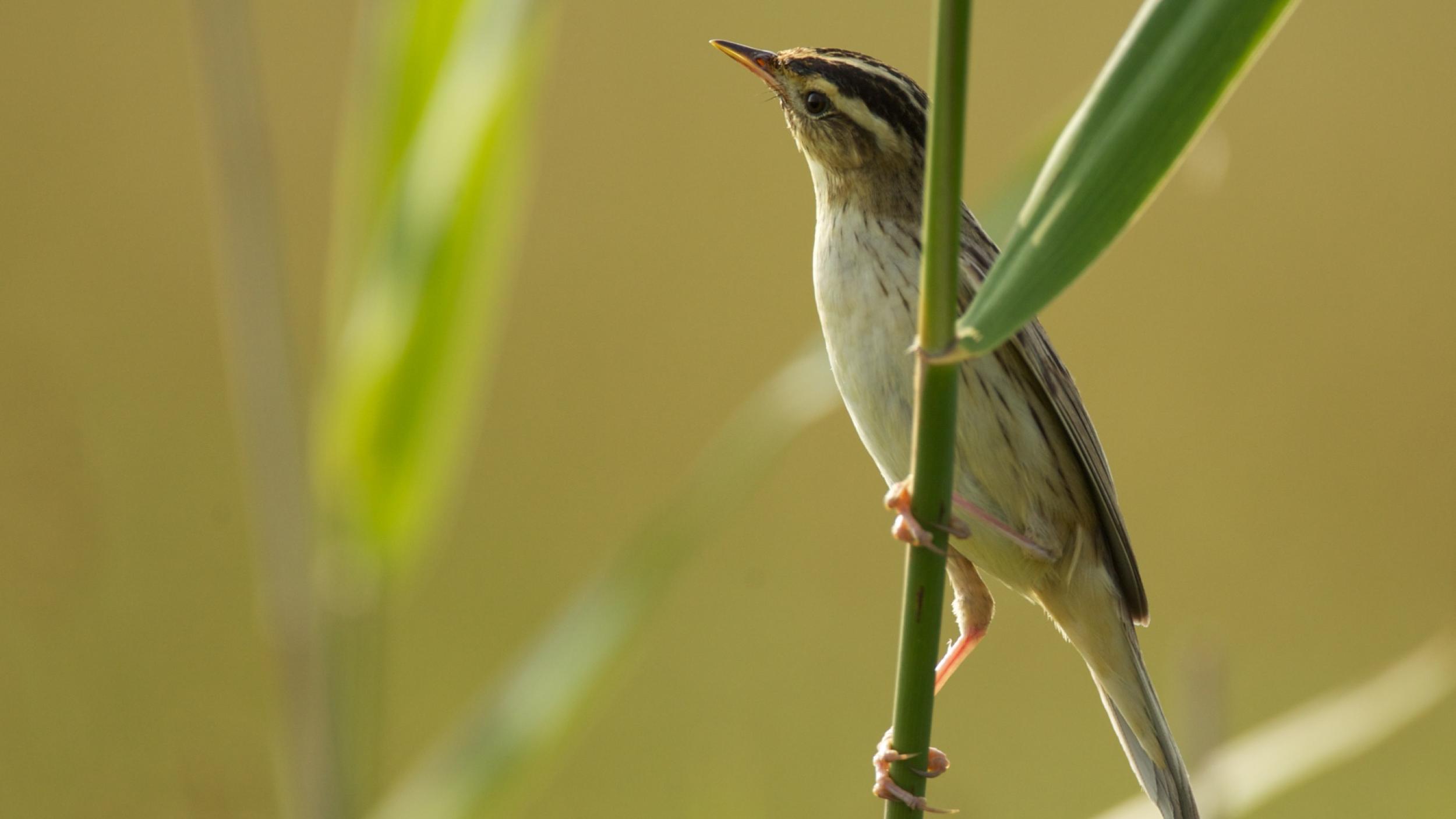 Aquatic Warbler Credits to Zymantas Morkvenas Aquatic Warbler Credits to Zymantas Morkvenas