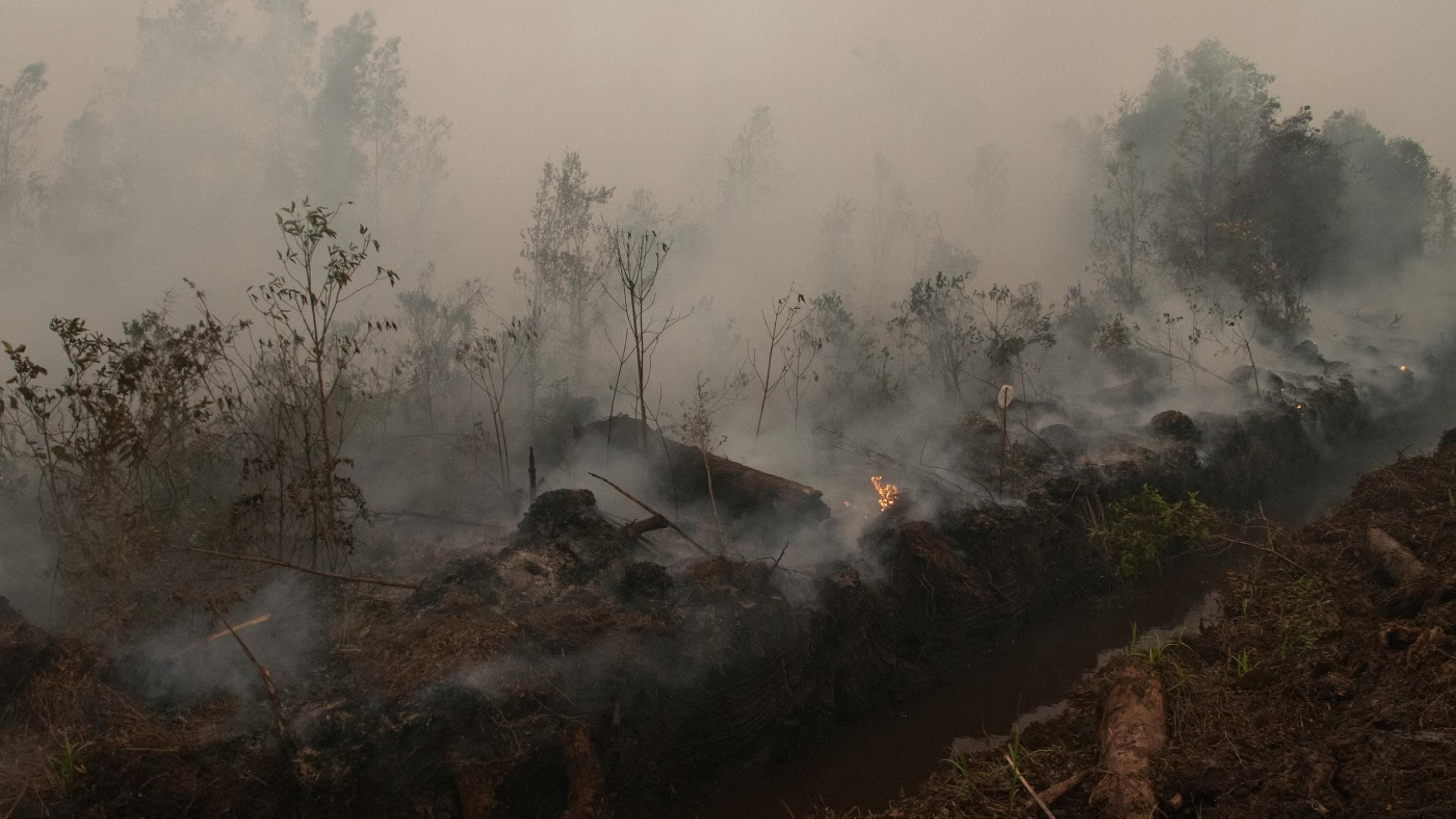 Fires rage on peat lands outside Palangka Raya, Central Kalimantan
