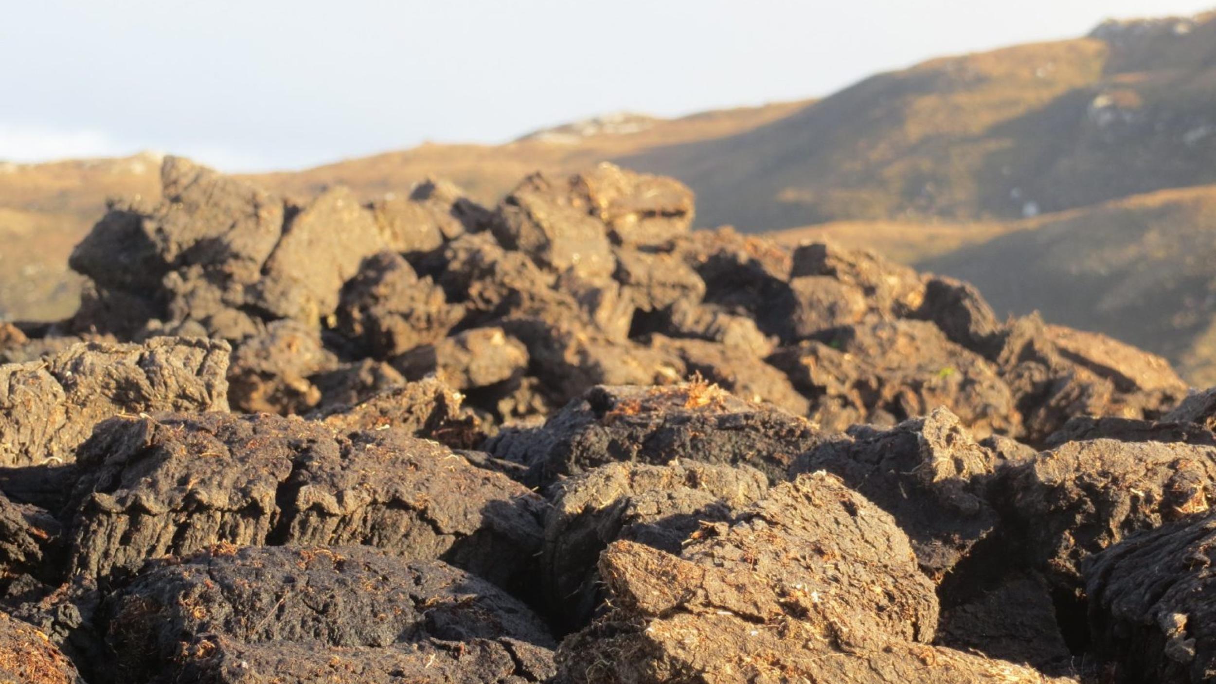 peat lands close up