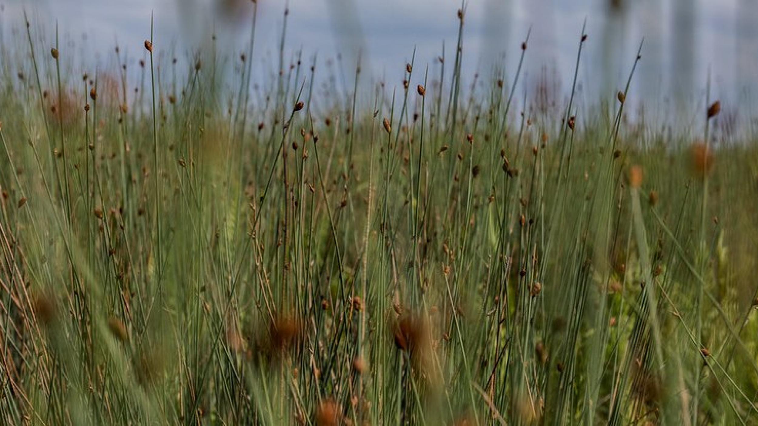 purun-grass-CIFOR