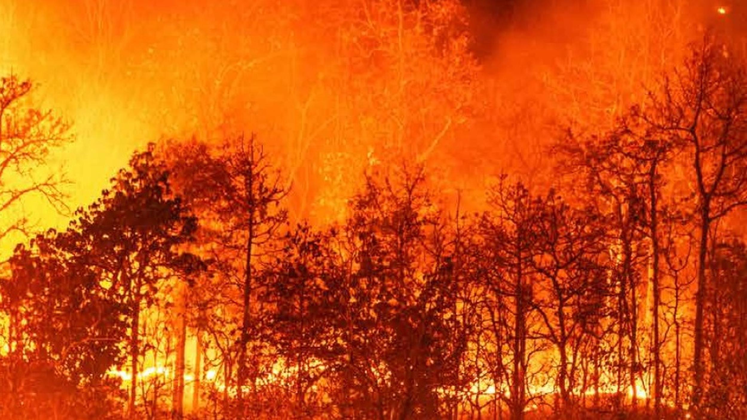 wildfires1-coverphoto