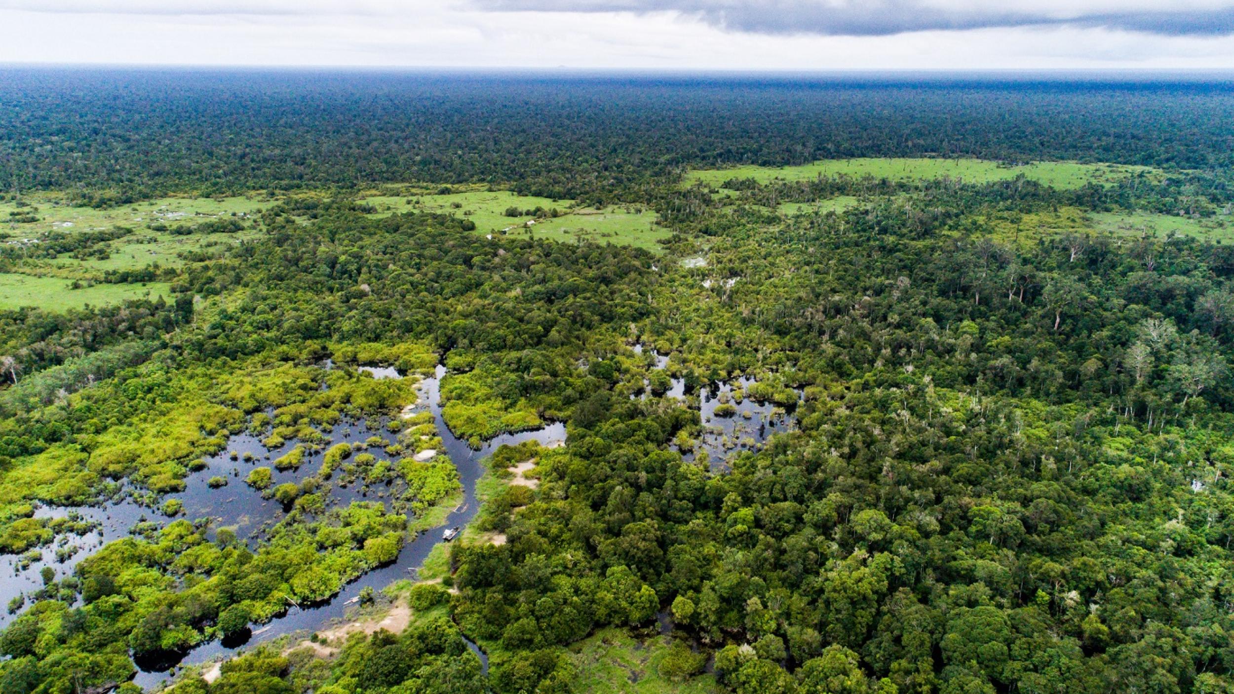 Peatland in Kalimantan Indonesia