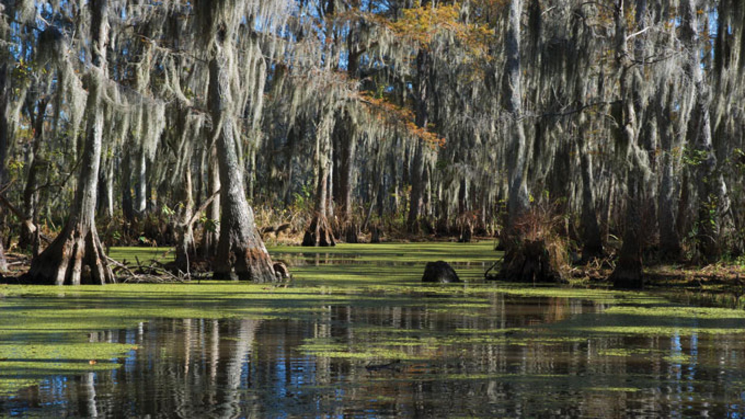 Peatlands Peatlands