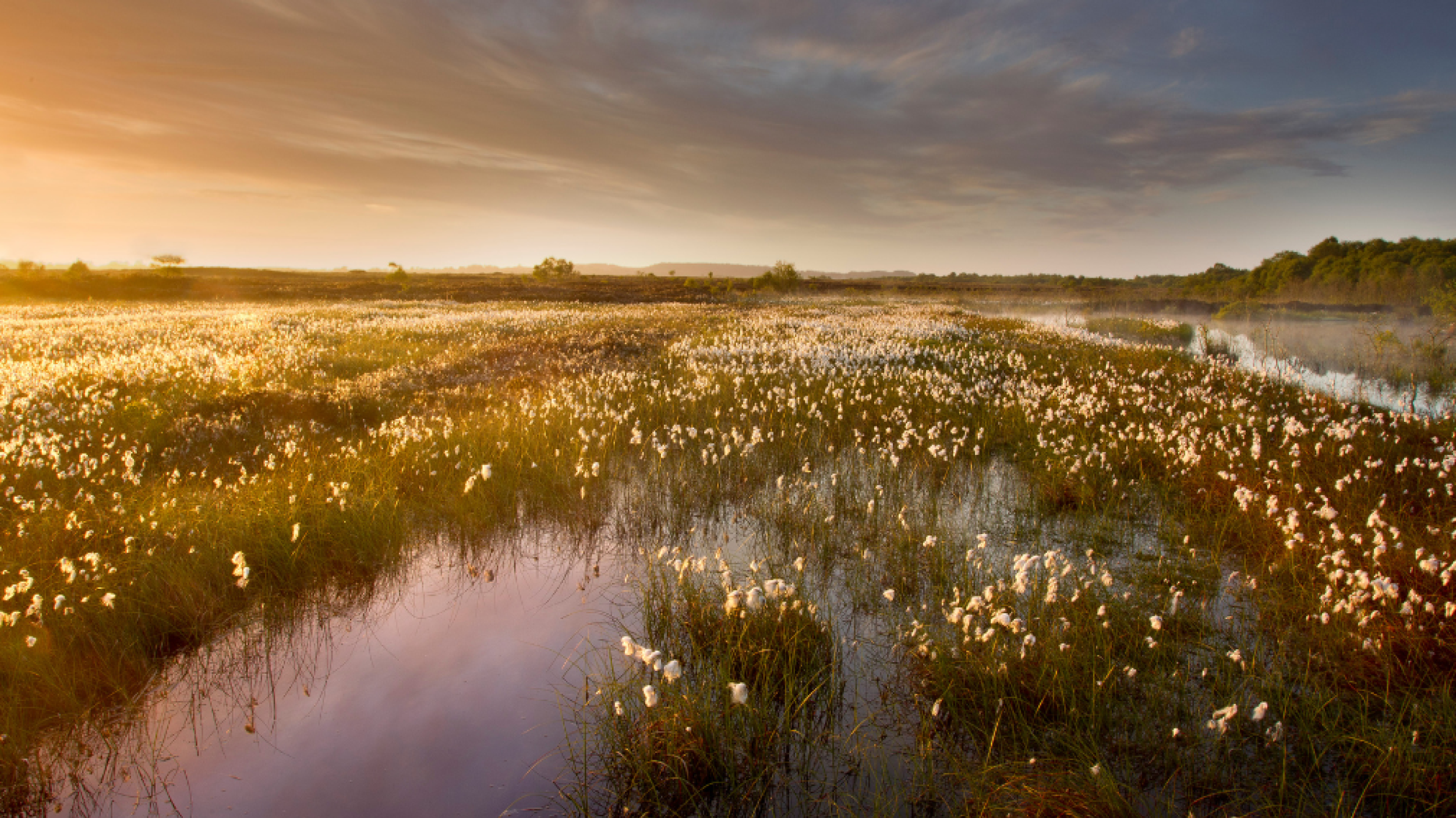 Peatlands in Northern Ireland by Ben Hall