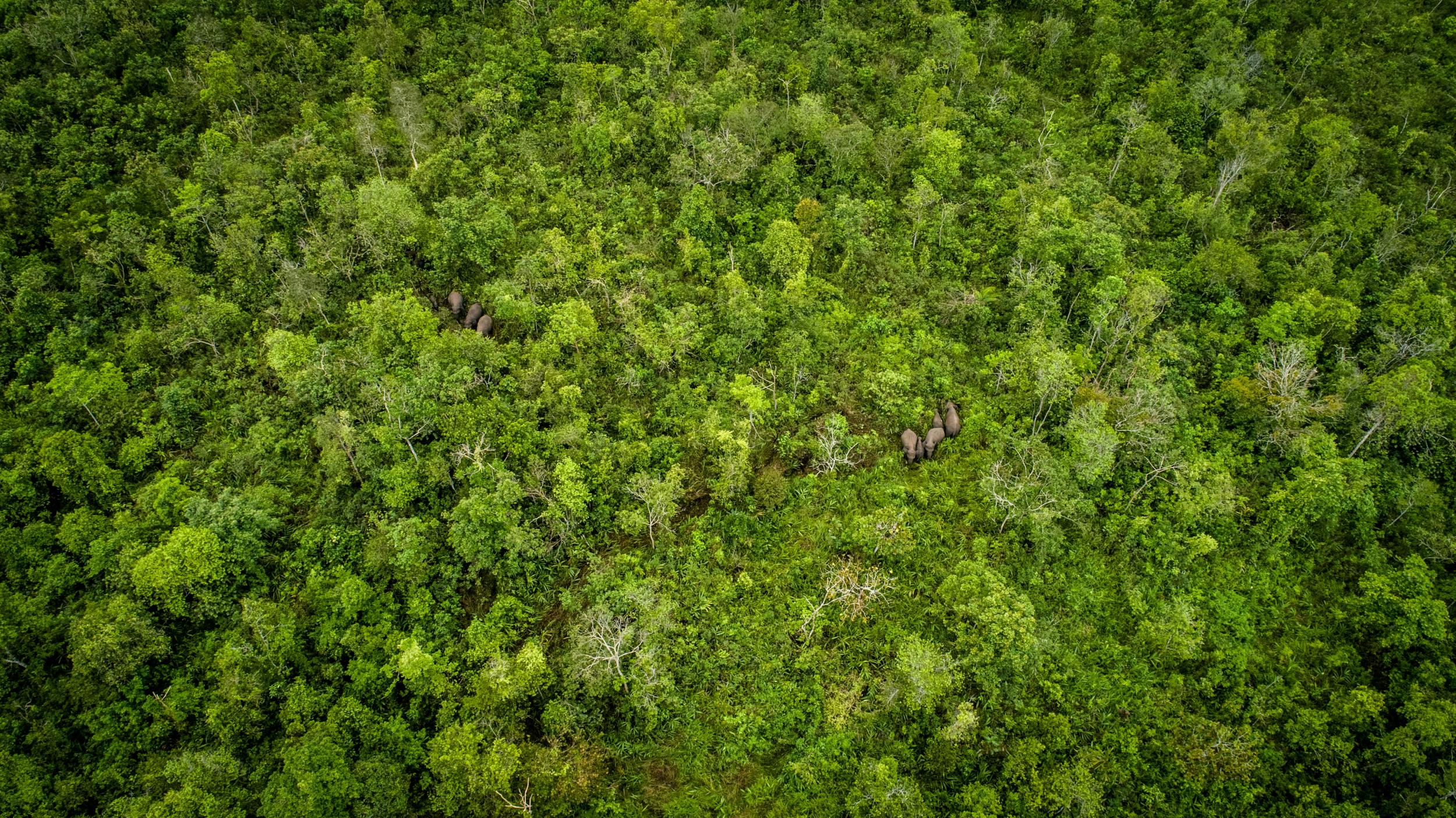 Padang Sugihan Wildlife Reserve - Sebokor, Indonesia (Faizal Abdul Aziz-CIFOR).jpg