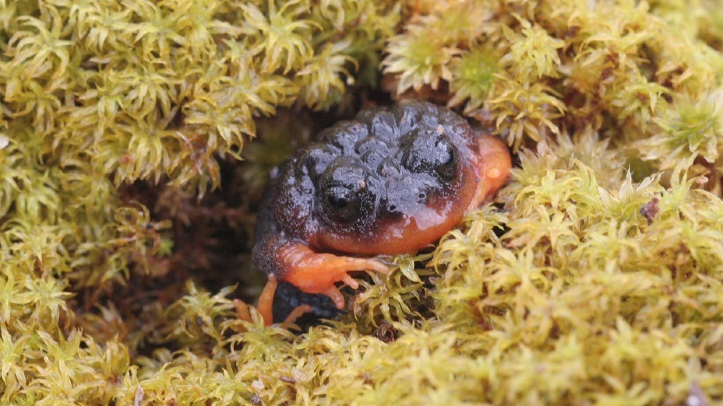 Sunset Frog - Nicki Mitchell