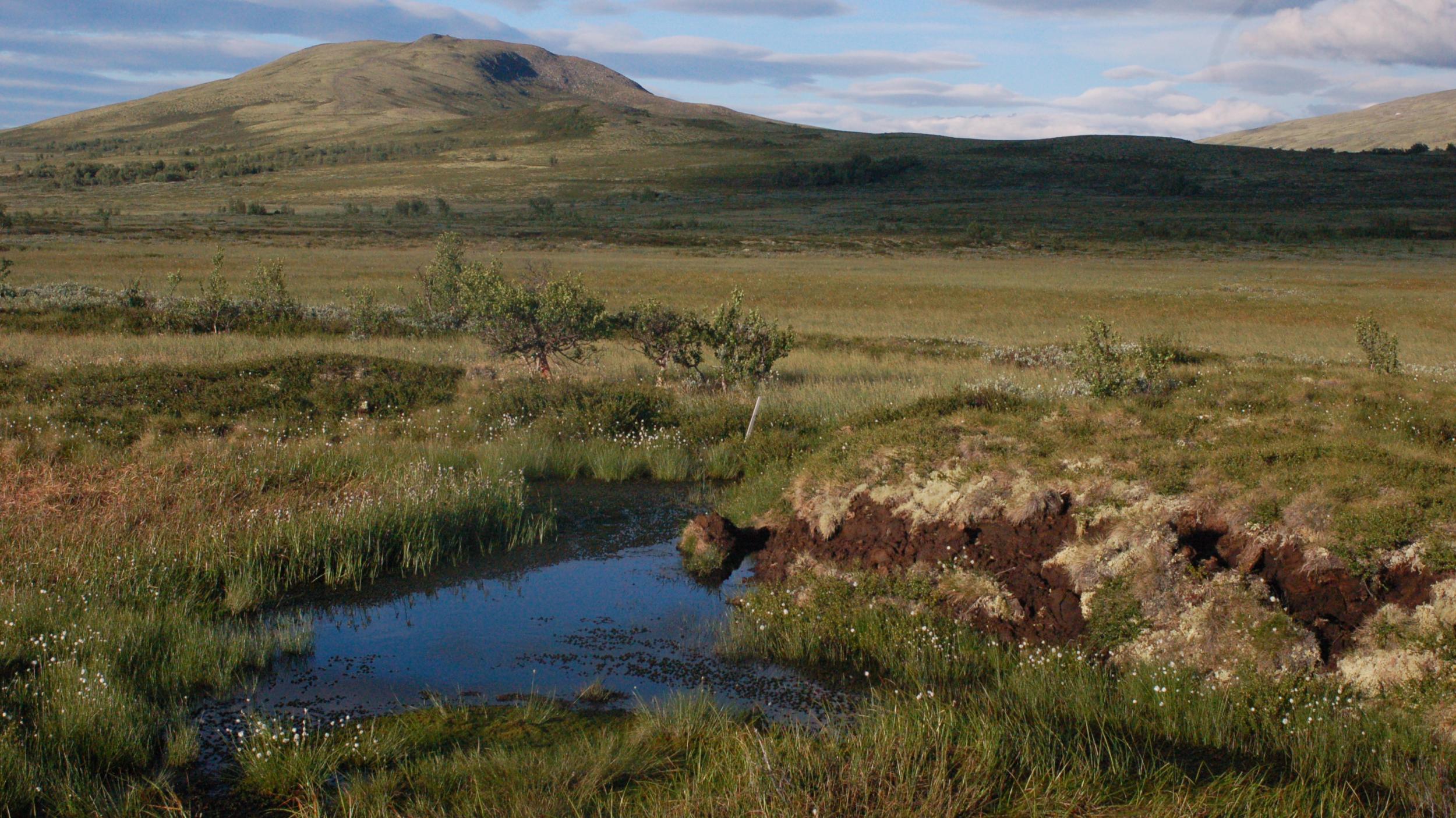 Norway - Dovrefell - 2012