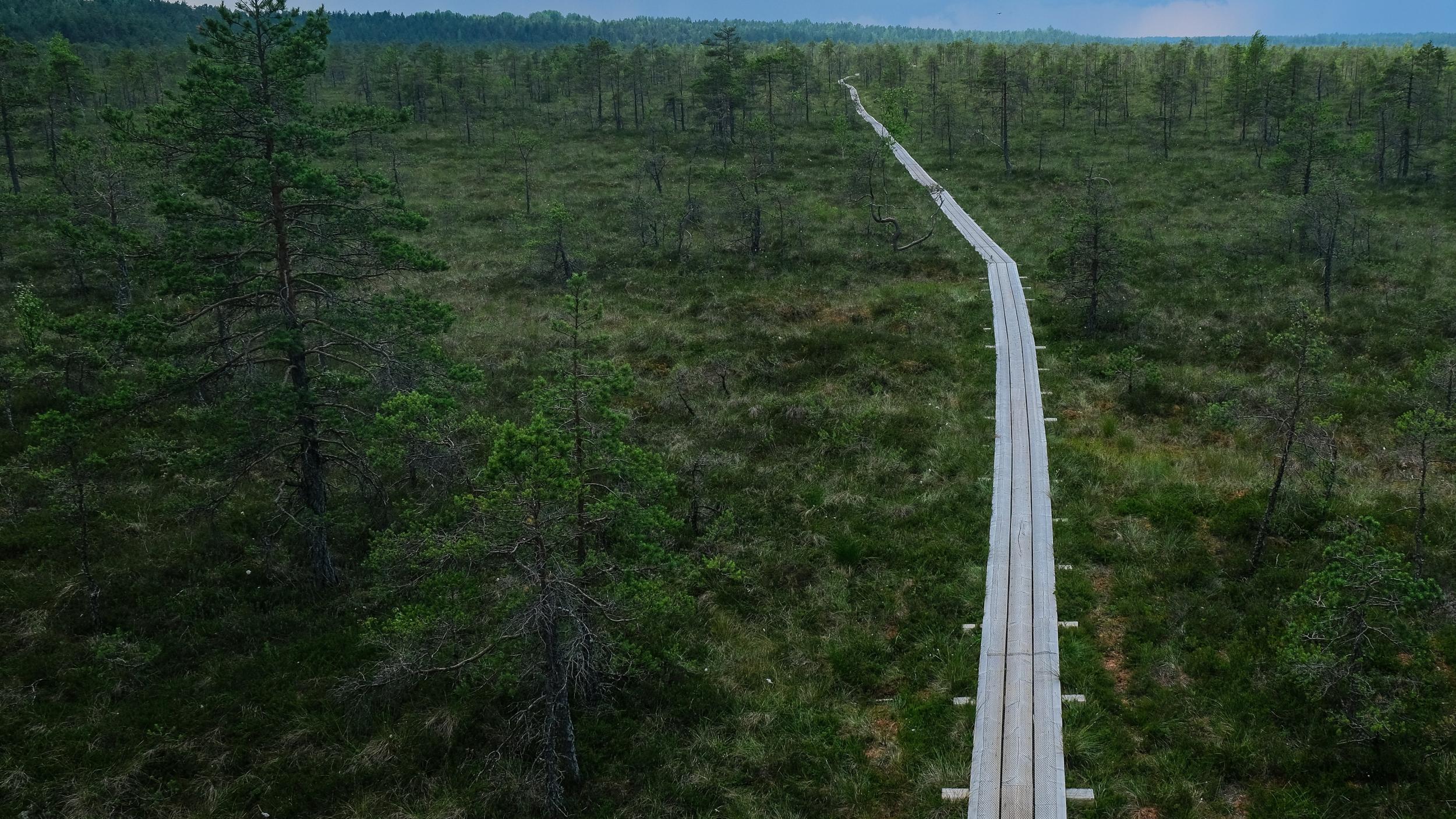A wooden boardwalk stretching through Mukri Bog, Estonia.