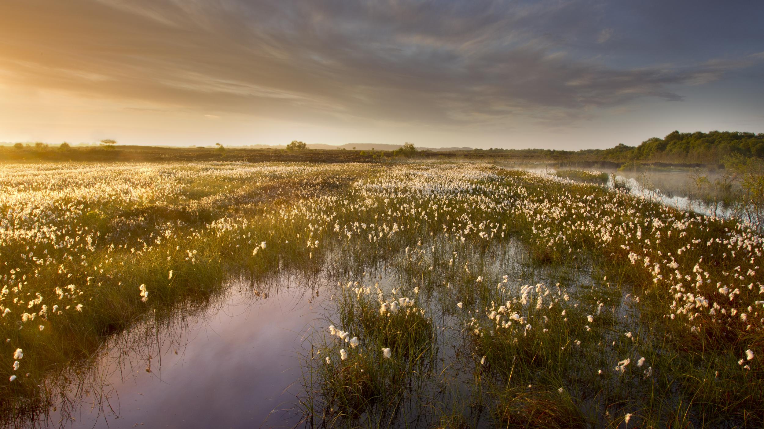 Northern Ireland - Ballynahone Bog at dawn - 2020 - Ben Hall 2020