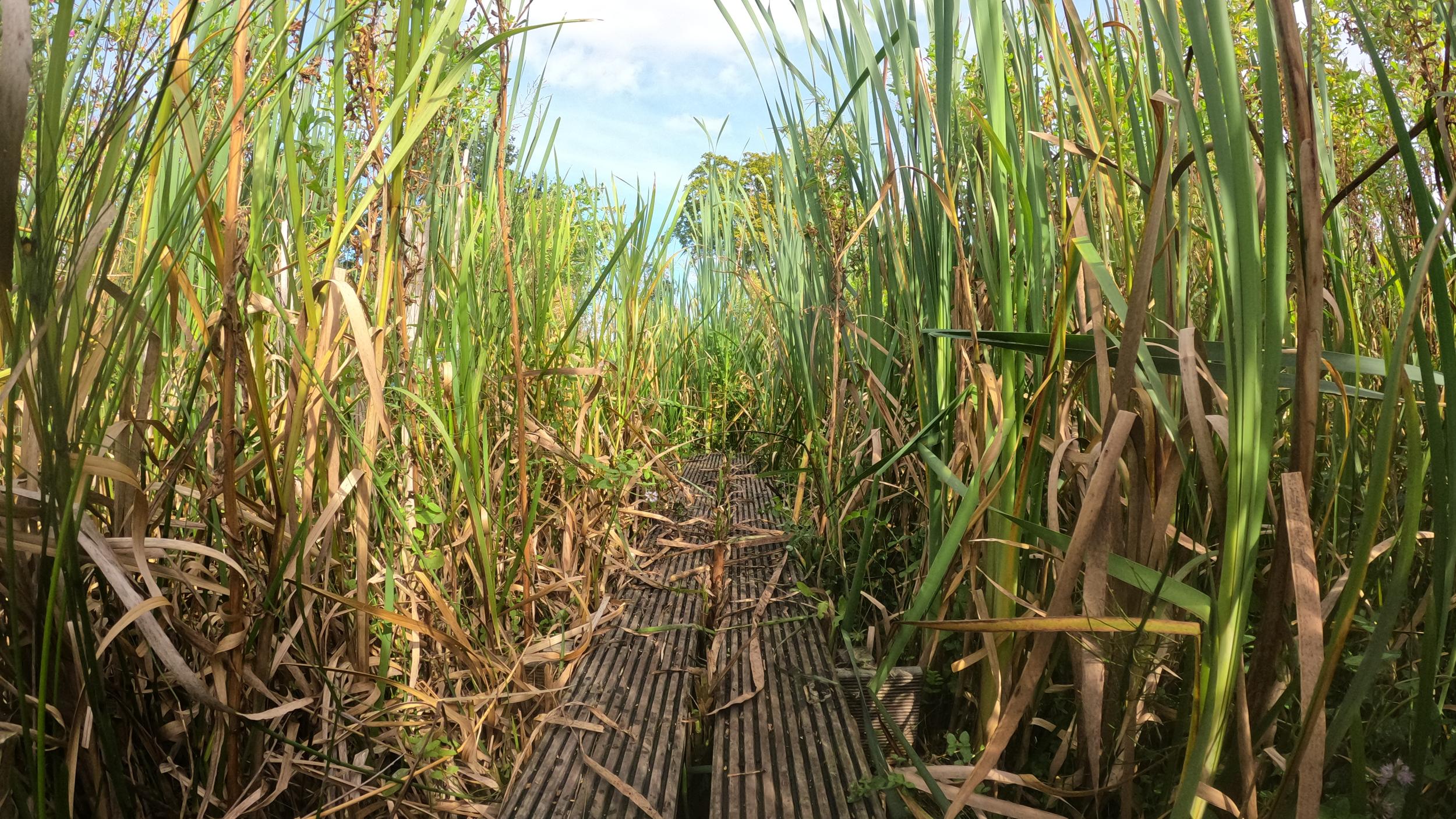 Peatland in the Netherlands