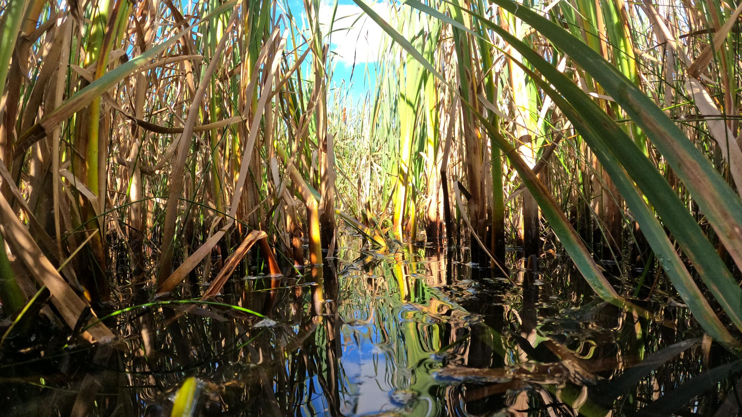 Germany - Mecklenburg-Western Pomerania - 2024 - Patrick Scheel29