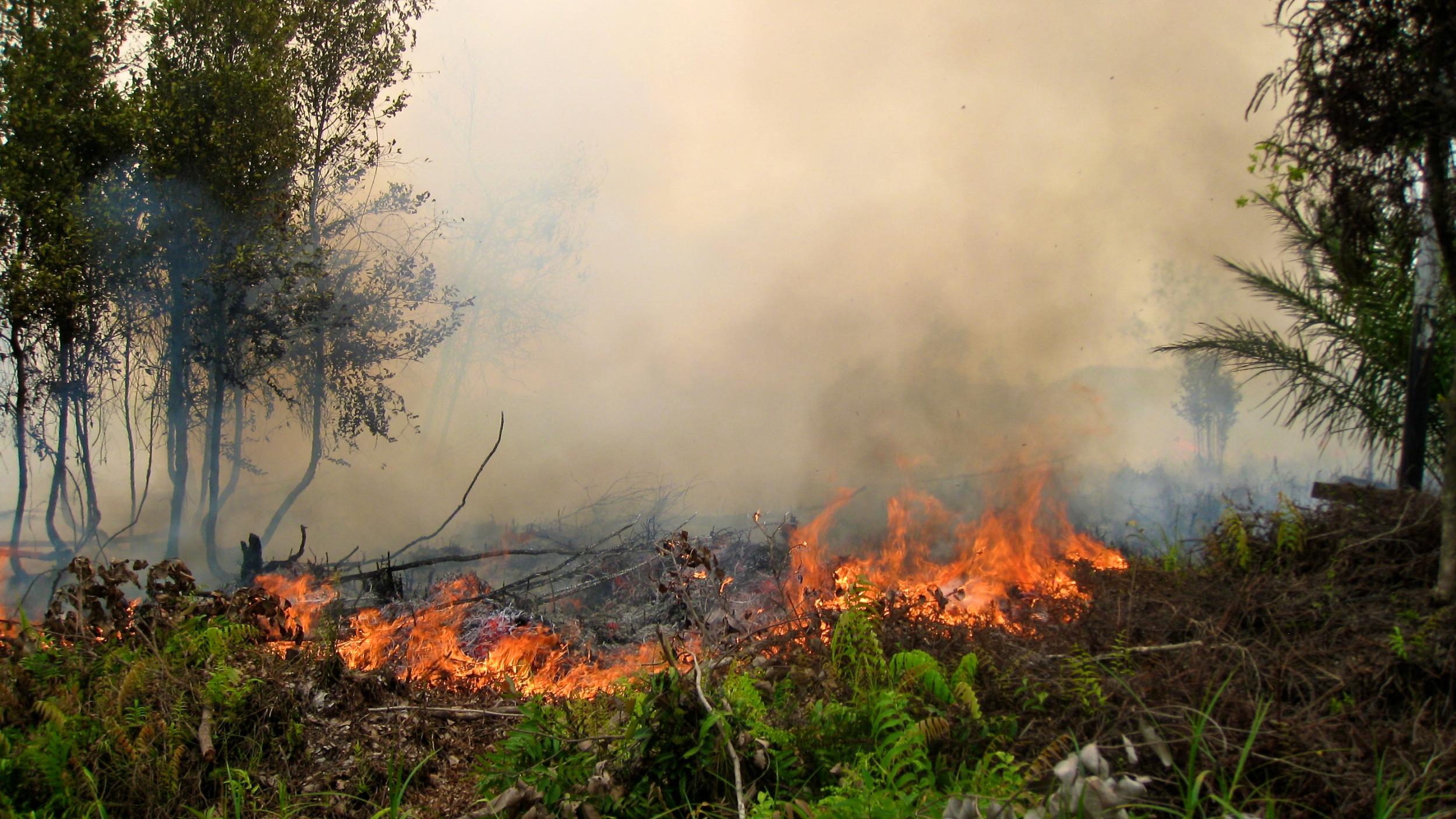 Indonesia - Peat fires in Palangkaraya, Central Kalimantan - Rini Sulaiman-Norwegian Embassy