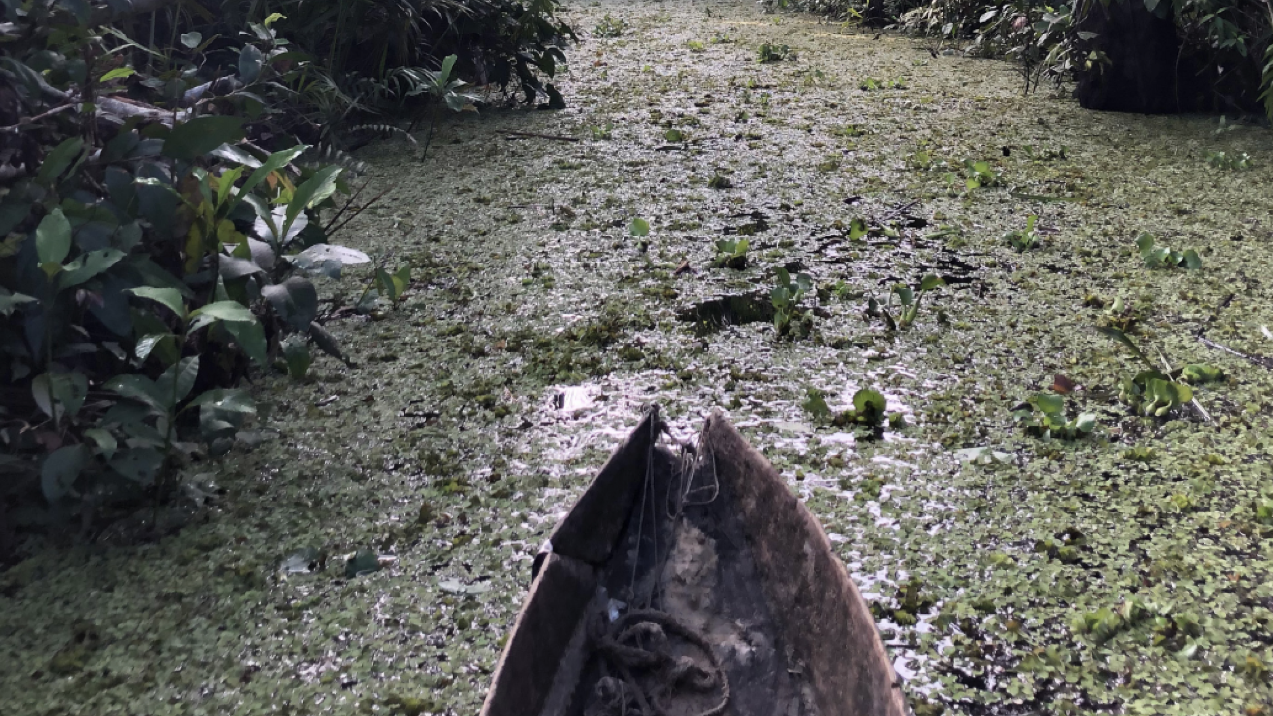 Value and Vulnerability of the Central Congo Basin Peatlands