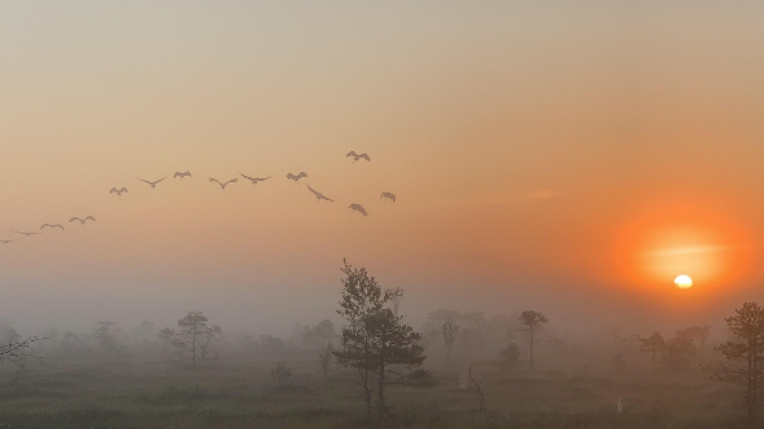 UNEA4-16 Peatlands Report