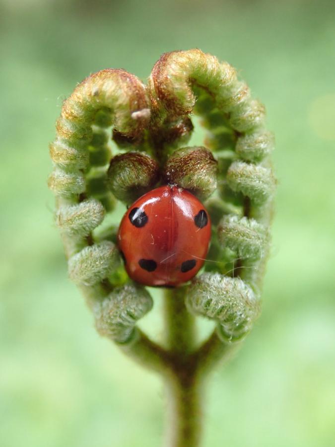 A Seven-spot Ladybird (Coccinella 7-punctata) snuggled into the uncurled leaves of a Bracken plant.