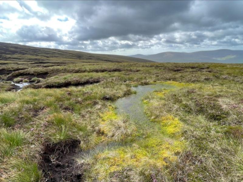 Small patches of relatively intact blanket bog remain in the upper catchment of the Dargle