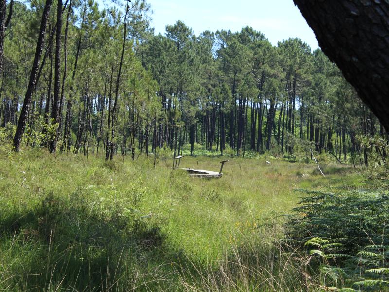 Intact peatlands, surrounded by pine trees, Mées, Landes, Nouvelle-Aquitaine, France. Intact peatlands, surrounded by pine trees, Mées, Landes, Nouvelle-Aquitaine, France.