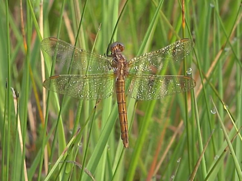 A dragonfly in a peatland, Landes, France.