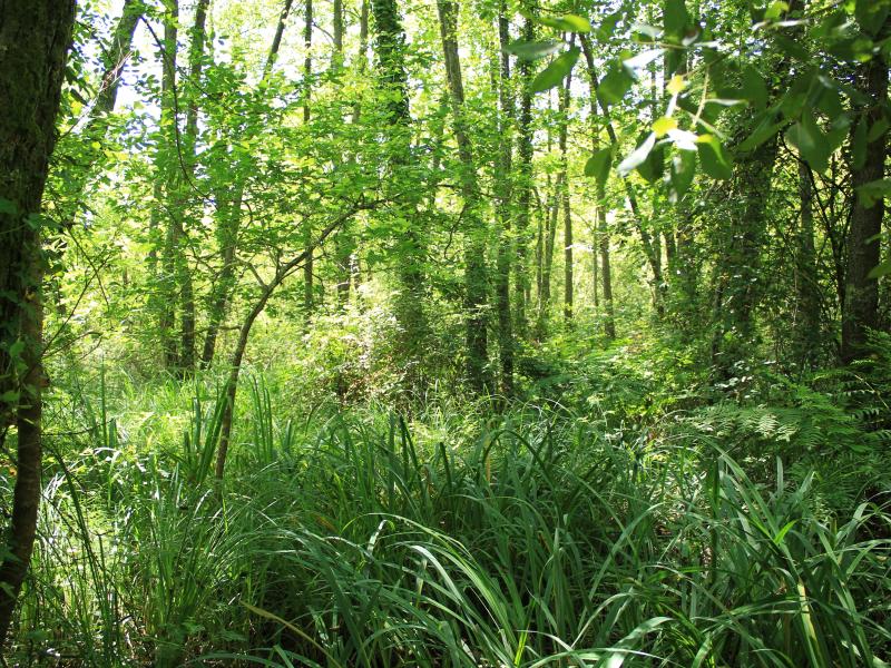 Intact peatlands with native trees, Les Barthes-de-l’Adour, Landes, Nouvelle-Aquitaine Intact peatlands with native trees, Les Barthes-de-l’Adour, Landes, Nouvelle-Aquitaine
