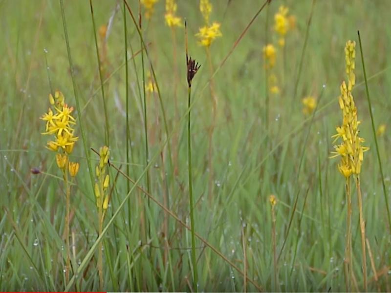 Peatland flowers, Landes, France.