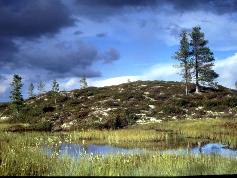 Palsa permafrost mire near Noyabrsk, Western Siberia, Russia.