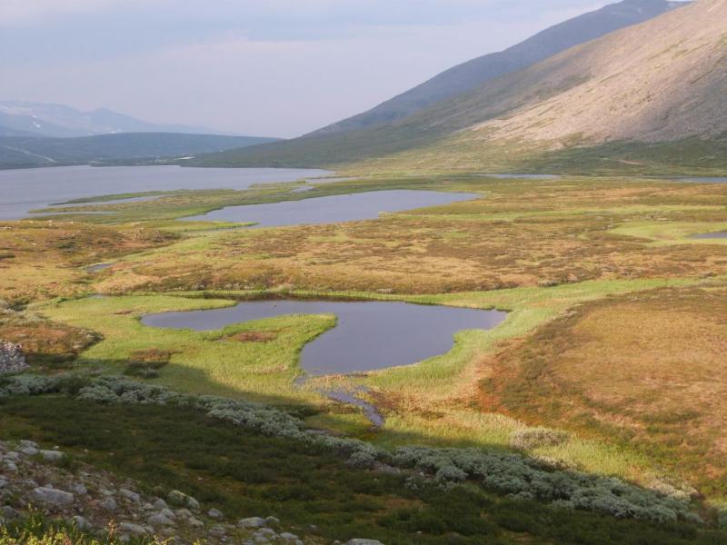 Flat palsas in Komi Republic, Russia.