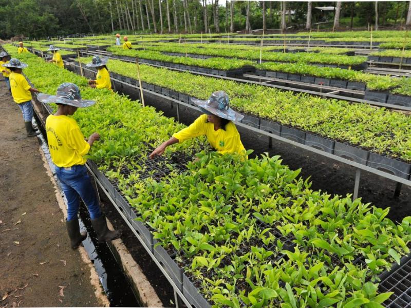 Restoration efforts of private sector stakeholder, PT Mayangkara Tanaman Industri (MTI) (10/28/2018). Restoration efforts of private sector stakeholder, PT Mayangkara Tanaman Industri (MTI) (10/28/2018).