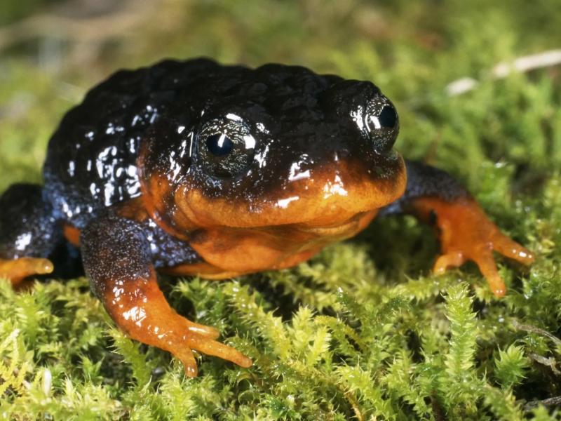 Oceania peatlands